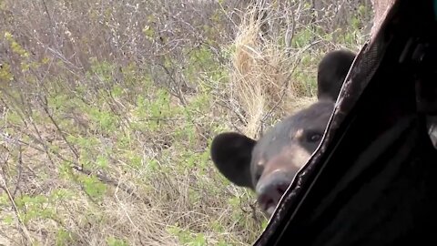 Extremely close call with huge BLACK BEAR