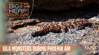Gila Monsters During Phoenix AM