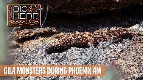 Gila Monsters During Phoenix AM