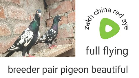 Zakh china breeder pair beautiful pigeon