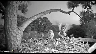 Mom and Dad Both Bring Dinner 🦉 4/8/22 20:09