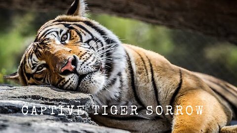 Lonely Tiger Roaming||sad tiger, tiger, animals||#tiger #bigcat #wildlife#viral #youtubeshort