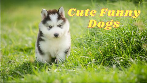 Cute funny dogs