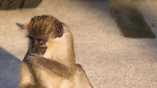 AP VIDEO: Monkeys near Florida airport delight visitors