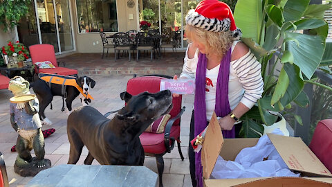 Funny Great Dane & Puppy Open Gifts From Their Dog Friends