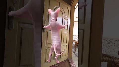 dancing sphynx cat #viral #sphynxdance #youtubeshorts #hairlesscats #sphynxcats