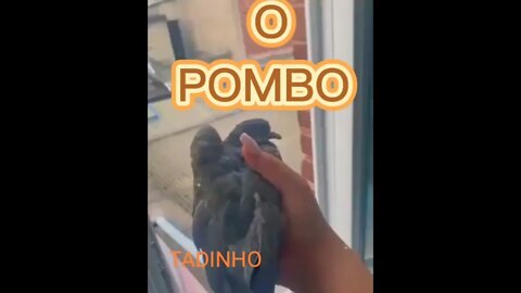 SHORT DAY: O POMBO & OUÇA A NOSSA RÁDIO WEB com as melhores músicas das antigas