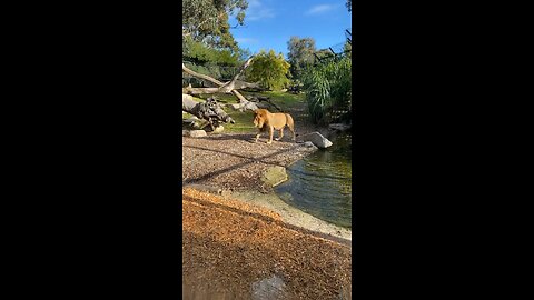 Lion at Melbourne zoo