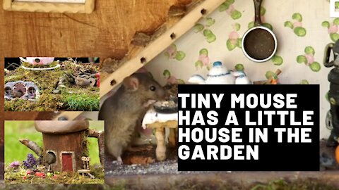 Tiny mouse has a little house in the garden
