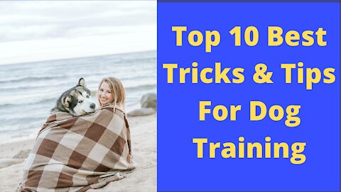10 Best tricks & tips for dog's training