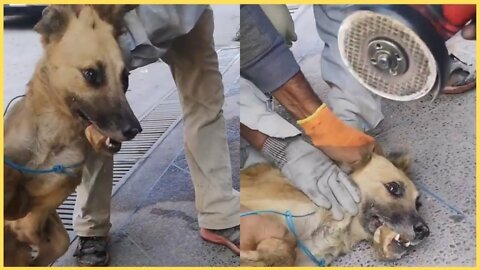 Rescue stray, abandoned dog, Mama dog rescued on heart touching video !