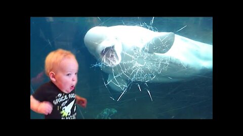 TRY NOT TO LAUGH | Funny Weekend At The Zoo - LAUGH TRIGGER