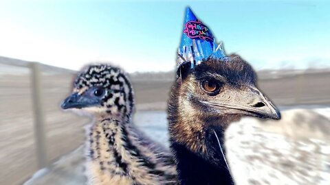 our baby emu 1 year later