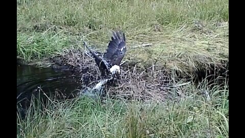 Bald Eagle taking a Bath