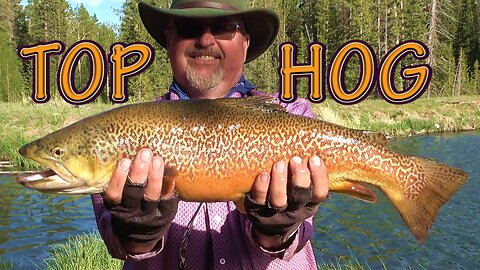 Journey into Big 🐟 Alpine Lakes Wonderland! 14-Day Adventure with My 🐕 Catch and Cook Magic Revealed!