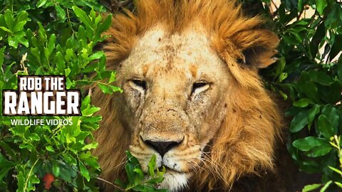 Three Lion Coalitions, One Morning Safari! | Lions Of The Mara | Zebra Plains