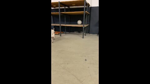 Little terrier is crazy about his ball