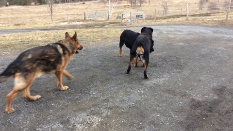 Sister & Brother Rottweilers at Play then Cop shows up - German Shepherds always act like Police...