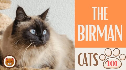 🐱 Cats 101 🐱 BIRMAN CAT - Top Cat Facts about the BIRMAN #KittensCorner