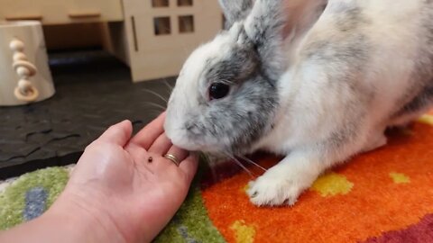 Pellets & head rubs 🐇 cute bunny eating ASMR