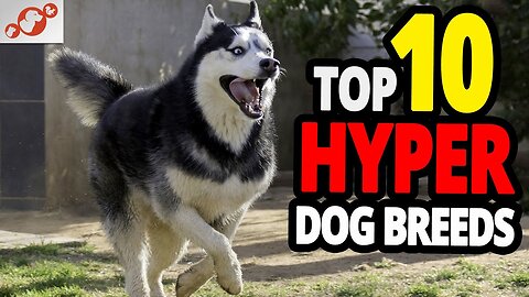 Canine Dynamite: Discover the Top 10 Most Energetic Dogs Around the Globe! 🌎🐶