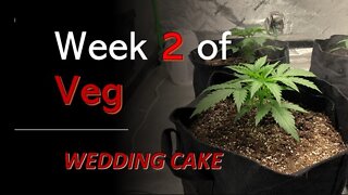 Week Two Of Wedding Cake