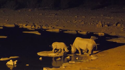 Rhino with her young around a waterhole during night in Etosha National Park, Namibia (2)