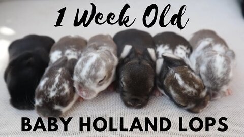 1 Week Old Holland Lops (litter of 6) // Size Comparison of 1 week and 3 week Holland Lops