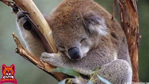 Baby Koala Compilation