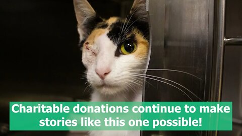 Severe eye injury calico cat | Shelter Medical