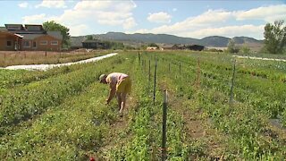 Colorado farmers seeing shortage in workers ahead of harvest season
