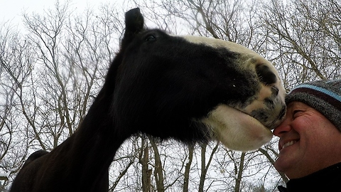 Clydesdale therapy horse extremely curious of man's gloves
