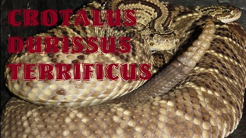 CROTALUS DURISSUS TERRIFICUS (South American Rattlesnake)
