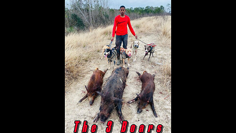 caught 3 boar hogs 10 minutes "odessa hog dogging"