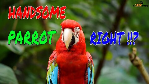 LIVE DICTIONARY - 4K Animal Footage ~ PARROT | CON VẸT | PERROQUET