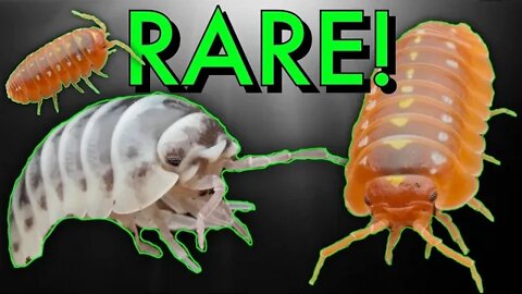 Unboxing Rare ORANGE CLOWN Isopods!