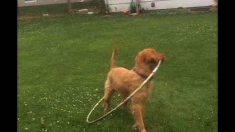 Hula Hoop Takes Dog For A Loop