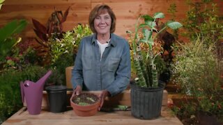 Melinda’s Garden Moment – Start new indoor plants with cane cuttings