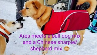 Ares meets a pit bull mix and Chinese SharPei 沙皮 / Shepherd mix