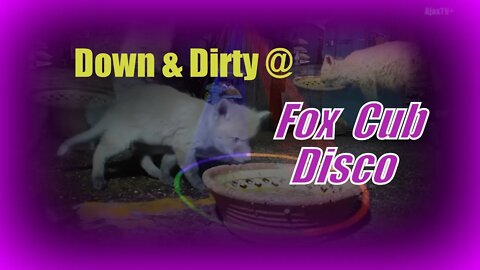 🦊Down & Dirty at the fox cub disco with vixen mum - foxy dance music Springwatch remix