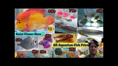FISH MARKET | GALIFF STREET FISH MARKET KOLKATA | CHEAP PRICE | RECENT AQUARIUM FISH PRICE UPDATE