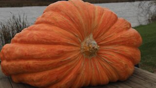 Wisconsin man grows heaviest pumpkin in country