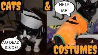 Funny Cat Videos 2021 | Mustache Cat In Costume