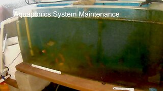 Maintenance For Aquaponics System