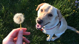 Funny Labrador devours dandelion