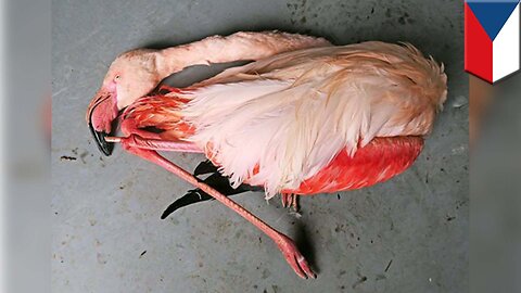 Kid kills flamingo: Boys sneak into Czech Republic zoo and stone flamingo to death - TomoNews