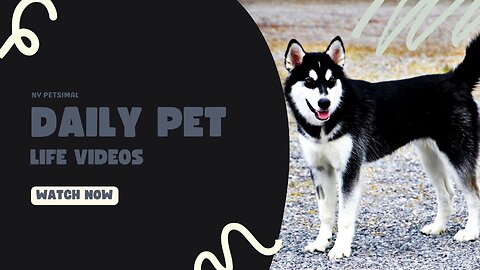 husky compilation:heart melting cuteness,fluffy puppies & playful moments-siberian huskies galore!