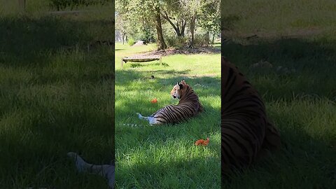 Dutchess Tiger Is Really Good At Ignoring!