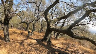 Briones Regional Park Clips