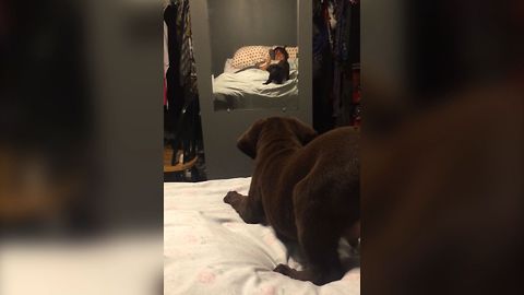 Chocolate Lab Meets His Reflection